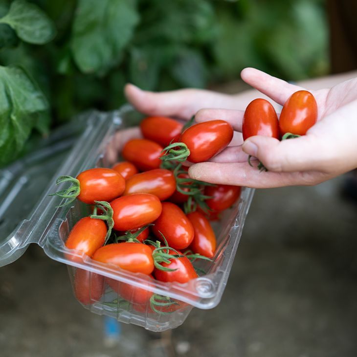 鮮採玉女小蕃茄【預購】我爸種的 無毒 在欉紅 溫室栽培 溫室番茄 小番茄 玉女番茄 小農產地直送